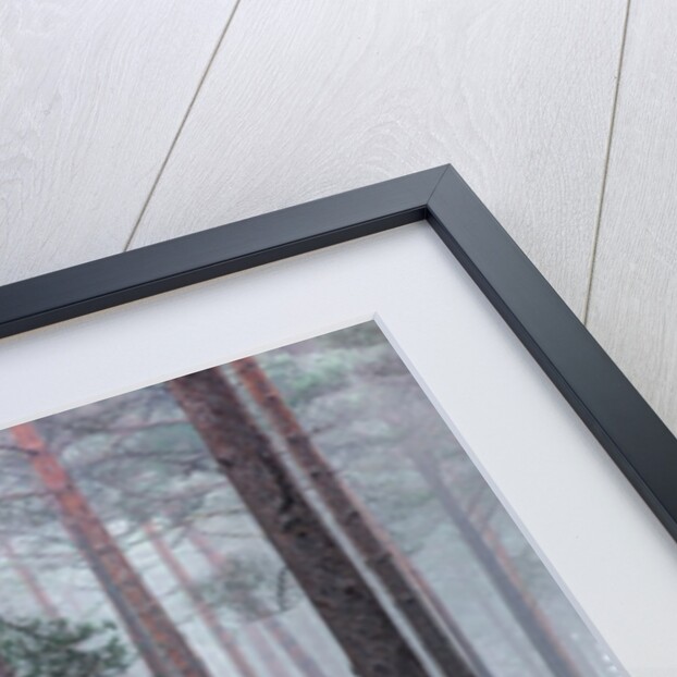 Misty forest with tall trees by Assaf Frank